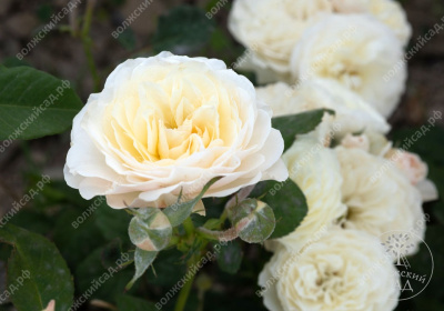 Роза Транквилити (шраб, белая) б/к