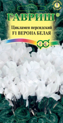 цЦикламен Верона белая 3шт