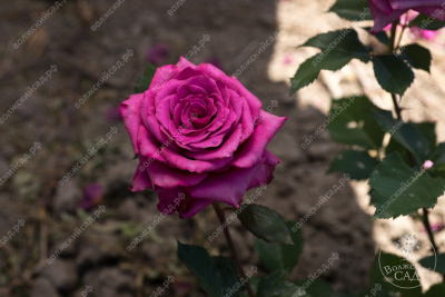 Роза Дуфтрауш (ч.-гибрид, розово-малин)