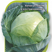 Капуста бк Агрессор 10шт (Сингента)