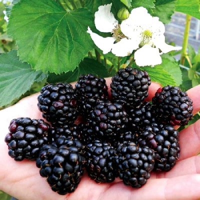 Ежевика Реубен