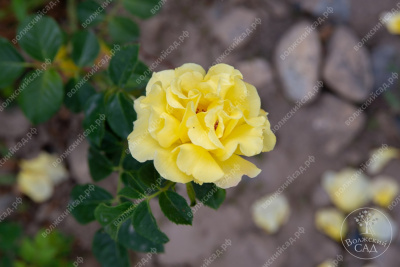 Роза Казино (плет, желтая) н