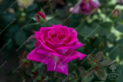 Роза Бероль (ч-гибрид, малинов)