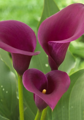 Калла Сайгон (2 шт)