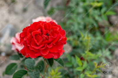 Роза Эль Торо (ч-гибрид, красн)