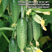 Огурец Амиго 8шт