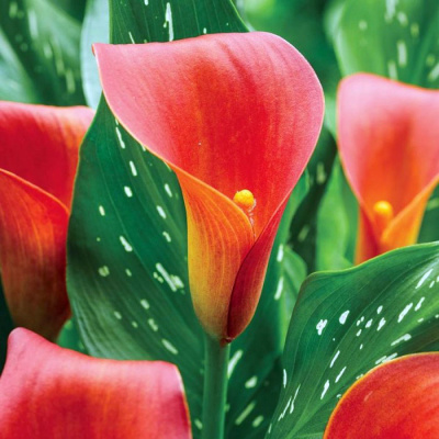 Калла Блод Мэри (2 шт)