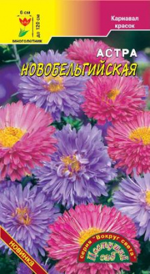 цАстра Новобельгийская смесь