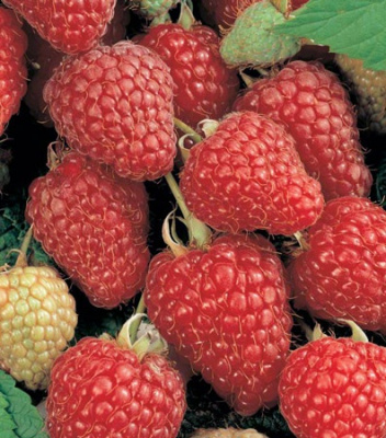 Малина Херитейдж Р12