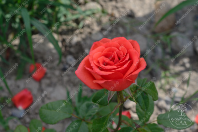 Роза Корвет (ч.-гибрид, красн)