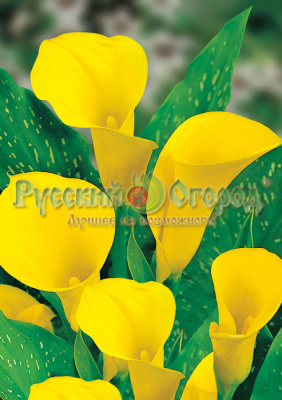 Калла Флора Голд (Солфатаре)