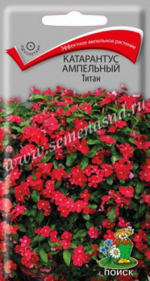 цКатарантус Титан амп. 10шт
