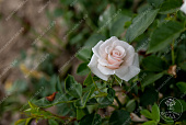 Роза Аспирин (флориб, бел)