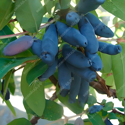 Жимолость Голубое Веретено