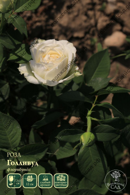 Роза Голливуд (флориб.,белая)