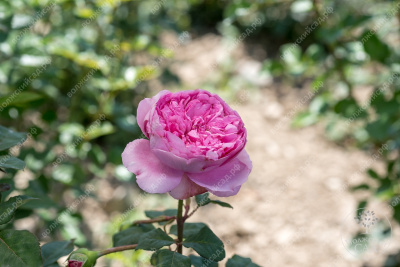 Роза Мэри Роуз (шраб, розов)