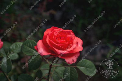 Роза Супер Стар (ч.-гибрид, желт)