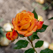 Роза Аллегрия (спрей, оранж )
