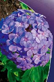 Флокс Аметист (1 шт)