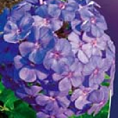 Флокс Аметист (3 шт)