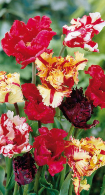 Тюльпан Попугайные, смесь сортов (7 шт)