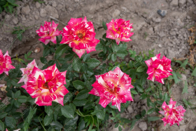 Роза Карибия (ч.-гибрид, пестрый)