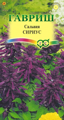 Сальвия Сириус 4шт