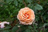 Роза Барок (плетистая, оранж.)