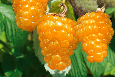 Малина ремонтантная Золотая Осень