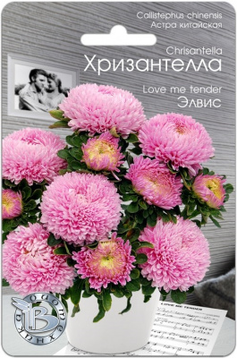 Астра Хризантелла Элвис 30шт