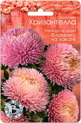 Астра Хризантелла Фламинго на закате 30шт