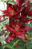 Лилия Авиньер 18/20 (3 шт)