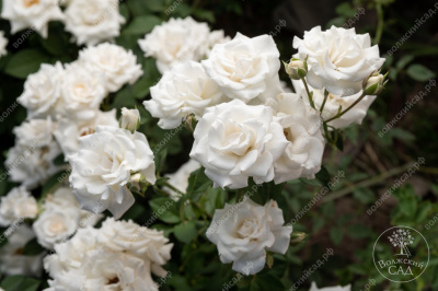 Роза Сноу дэнс (спрей, белый)