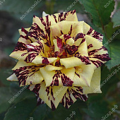 Роза Абракадабра плетистая (плетистая, красная с желтыми полосами)