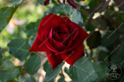 Роза Амадеус (плетист. красн) н