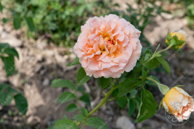 Роза Полька (плетист, оранж.)