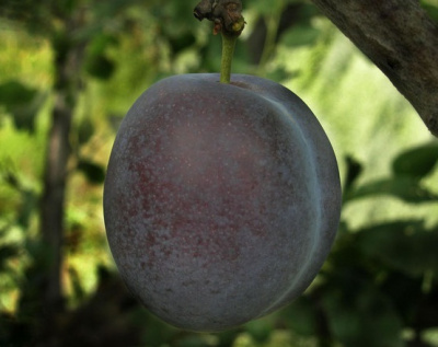 Слива Гильберт