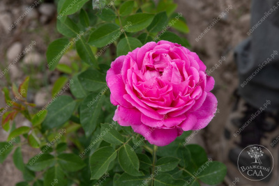 Роза Луис Одиер (плетист, розов)