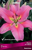 Лилия Авентино (2 шт.)