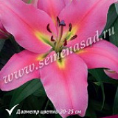 Лилия Авентино (2 шт.)