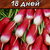 Редис 18 дней 3г