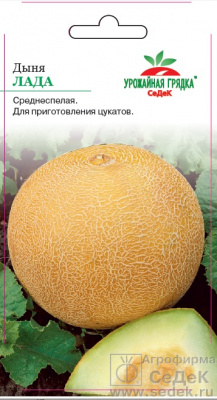 Дыня Лада УГ