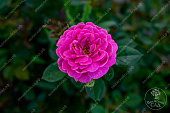 Роза Блю Бой (шраб фиолет.)