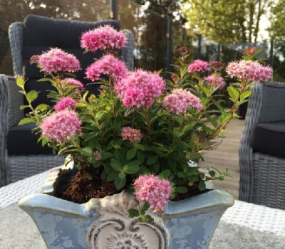 Спирея Одесса