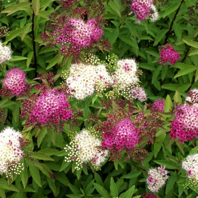 Спирея Генпей Р9