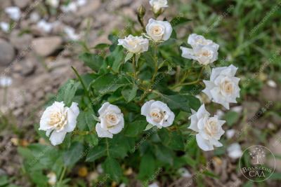 Роза Сноу дэнс (спрей, белый)