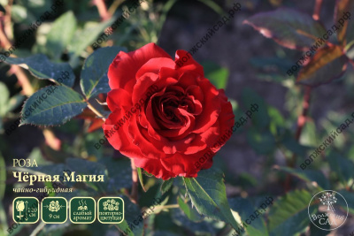 Роза Черная магия-3 (парков., темно-борд)