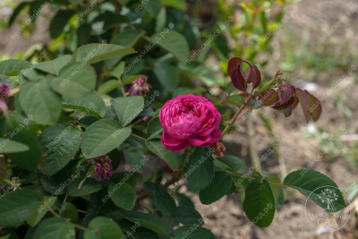 Роза Роз де Решт (парковая, розов.)