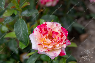 Роза Камил Писсаро (флориб, пестрый.)