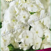 Флокс Аня Попова (1 шт.)